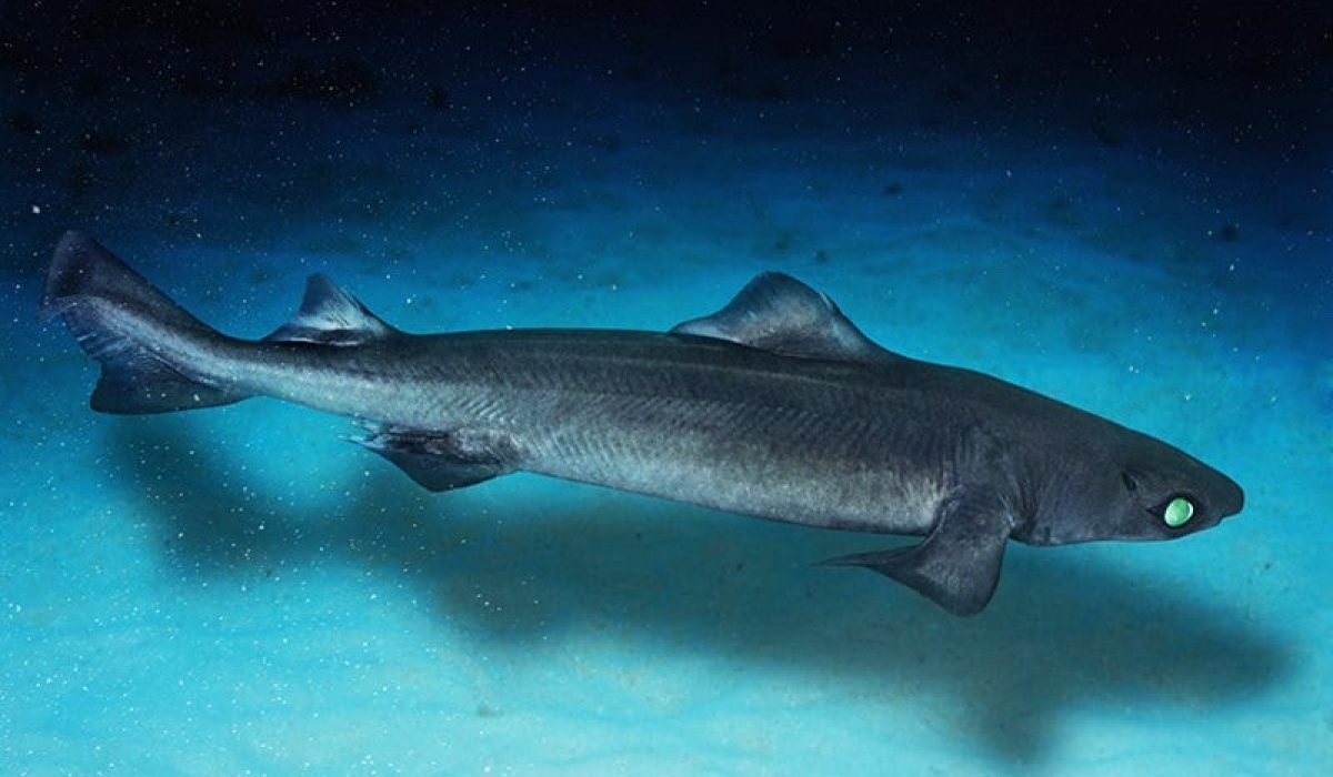 1047-Centrophorus-granulosus